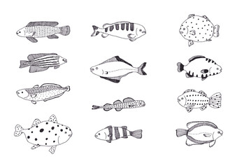 魚の手描きイラストセット