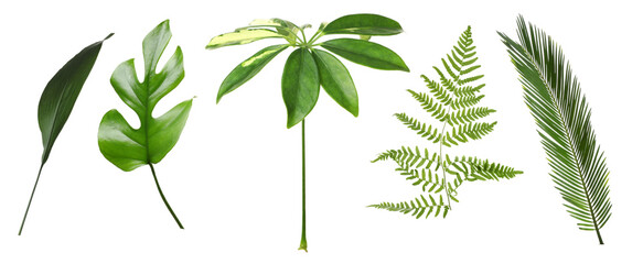 Green leaves of tropical plants isolated on white, set. Bright foliage