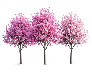 Obraz premium Three vibrant pink cherry blossom trees against a black background (3)