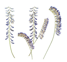 Dried and pressed vicia flowers isolated on white, set