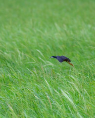 Beautiful Bird and Beautiful Life