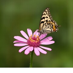 Obraz premium Beautiful butterfly with intricate patterns lands on a vibrant pink daisy flower in soft focus daylight