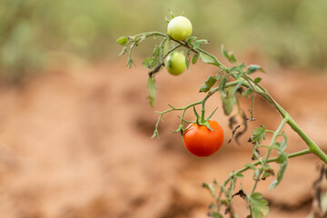 Agriculture in Africa, Ripe red tomato hangs on a vine in a farm.