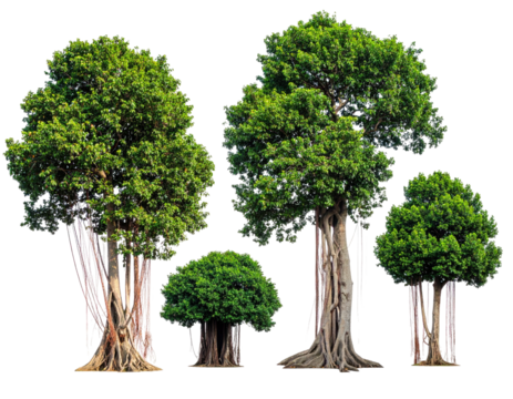 Lush, diverse trees in a row against a black background