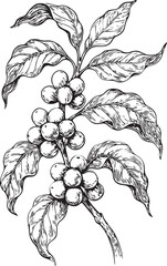 Coffee plant etching linocut black and white illustration with beans on branch and leaves