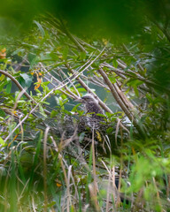 Beautiful Bird and Beautiful Life