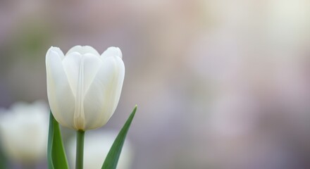 Single white tulip in soft focus
