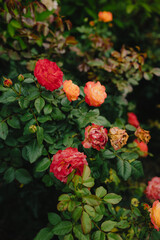 Blooming and withering red and orange roses in garden illustrate beautiful yet poignant cycle of life and death found in nature vibrant tapestry. Vibrant red and orange roses blooming and wilting