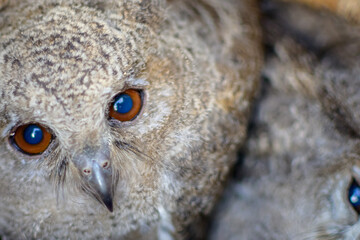 Beautiful Bird and Beautiful Life