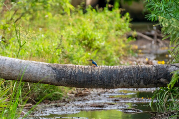 Beautiful Bird and Beautiful Life