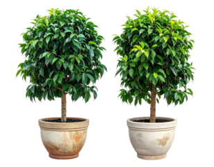 Two potted ficus trees, similar in shape and type, but subtly different in leaf coloring
