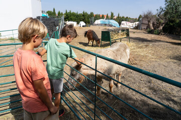 Boys petting a pony at a petting zoo farm