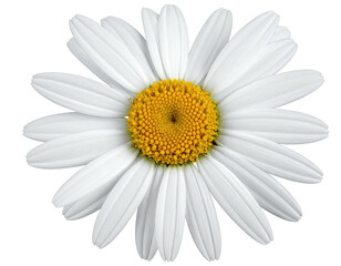 Close-up of a single, white daisy with a yellow center (1)