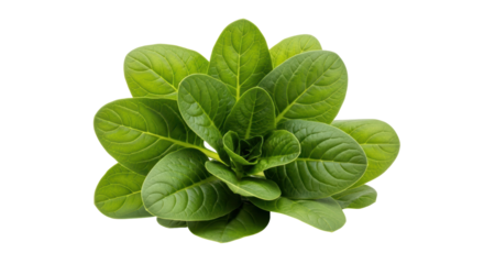 Isolated young spinach leaves, close up view, fresh and leafy green vegetable, herb