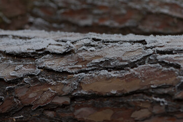 This image features a detailed closeup of a tree trunk, prominently displaying snow that has settled upon it, creating a serene winter scene