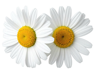Two white daisies with yellow centers, close-up view