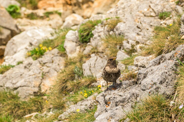 A brown speckled bird stands on rocky terrain accented by vibrant green grass and wildflowers in Austria, showcasing the natural beauty of the landscape. The stone backdrop highlights the details of