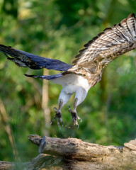 Beautiful Bird and Beautiful Life