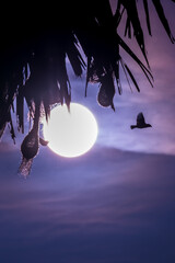 Beautiful Bird and Beautiful Life