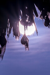 Beautiful Bird and Beautiful Life