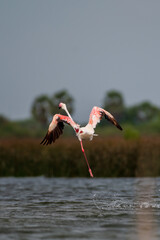 Beautiful Bird and Beautiful Life