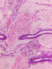 Microscopic view of stained tissue sample