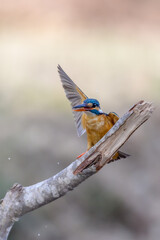 Beautiful Bird and Beautiful Life