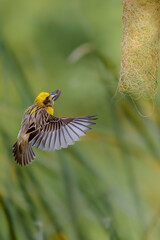 Beautiful Bird and Beautiful Life