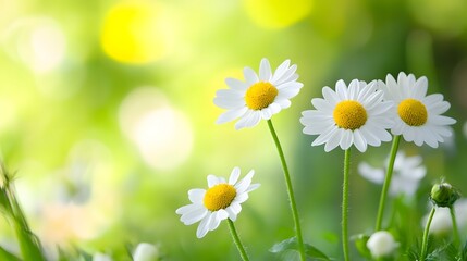 Delicate white daisies bloom in a soft-focus green and yellow garden setting, showcasing the beauty of springtime.