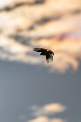 Beautiful Bird and Beautiful Life