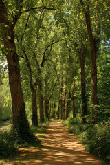 A mindful walking meditation path in a park surrounded by tall trees and singing birds.