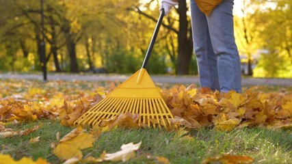 During a sunny autumn day, leaves fall from trees, creating a beautiful landscape. A person is raking colorful leaves in the park, cleaning up the area as winter approaches.