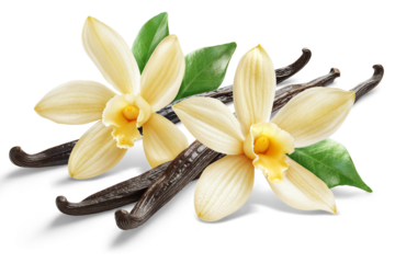 Two vanilla flowers with pods and leaves isolated on white background.
