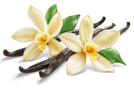 Two vanilla flowers with pods and leaves isolated on white background.