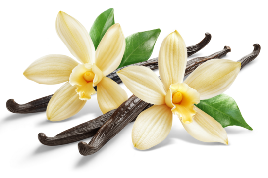 Two vanilla flowers with pods and leaves isolated on white background.