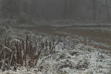 A vast field thoroughly covered in fresh snow and shimmering ice, with an array of trees silhouetted in the background