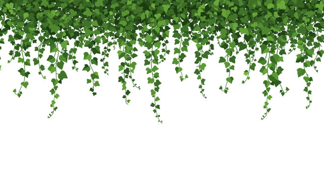 Creeper plant garland border. Green liana climbing garden wild plant frame. Evergreen leaves dangling foliage branches ivy vines. Place for text. Natural botanical wedding card design. Vector