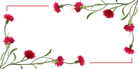 Red knapweed flowers in a corner floral arrangements with frame isolated on white or transparent background