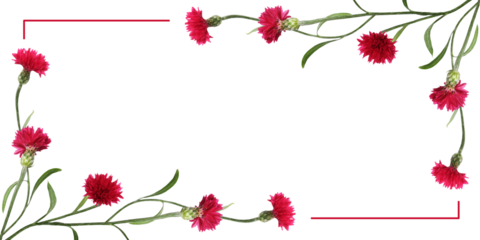Red knapweed flowers in a corner floral arrangements with frame isolated on white or transparent background
