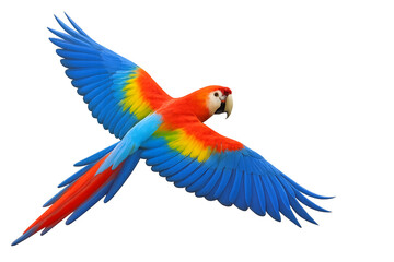 Fototapeta premium blue and yellow macaw