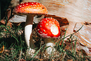 fly agaric amanita muscaria