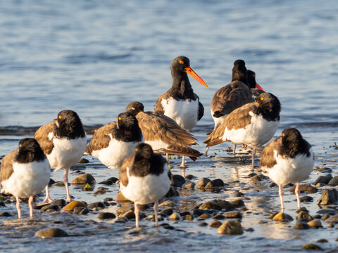 A small flock of American Oystercatchers roosting on the shoreline in early morning sunlight - Powered by Adobe