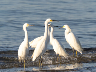 A small flock of Snowy Egrets standing at the water's edge in early morning light