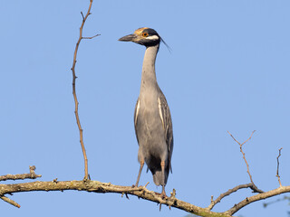 An adult Yellow-crowned Night Heron perched up on a bare tree branch