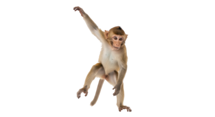 Isolated monkey with one arm raised, looks at viewer, fur, tail, animal stands and dances