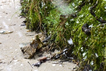 green moss on the ground covered with snow, on sandy beach closeup