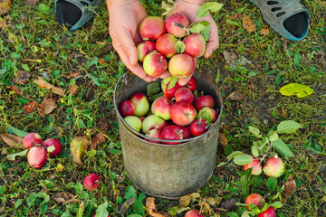 Hands are seen carefully picking red apples from nearby branches. Many apples are already in a...