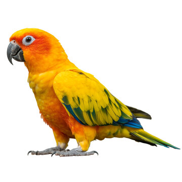 Vibrant sun conure parrot perched, a tropical splash of yellow and orange