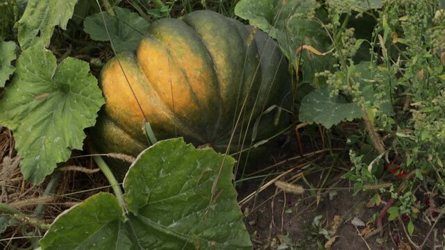pumpkin growing on ground vegetables garden