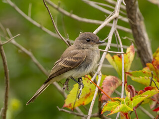 A close up of a juvenile Eastern Phoebe perched with fall leaves in the background